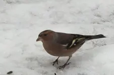 2012_0108winter0019.webp
