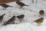 2012_0108winter0031.jpg