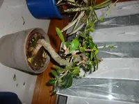 CIMG2302.webp
