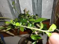 CIMG2304.webp