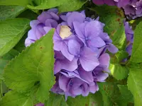 aa 060.webp