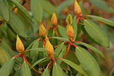 Rhodi1_smaller.webp