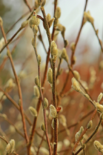 Sternmagnolie dick knospig_smaller.webp