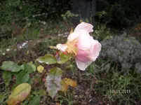 was blüht am 10.01.2012 001.webp