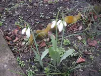was blüht am 10.01.2012 002.webp