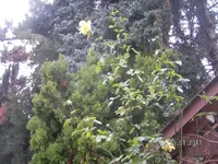 was blüht am 10.01.2012 003.webp