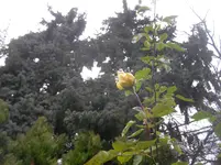was blüht am 10.01.2012 004.webp