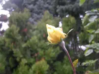 was blüht am 10.01.2012 005.webp
