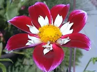 Gartendahliealtesorte.webp Gartendahliealtesorte.webp