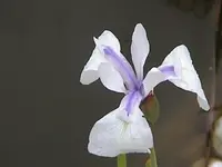Gartenteichlilie2.webp