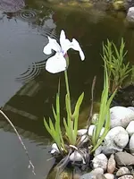 Gartenteichlilie3.webp