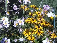 DSC00039.webp