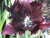 DSC00040.webp