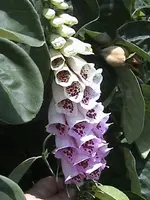 DSC00016.webp