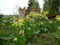 Frühling aus der Ameisenperspektive.webp