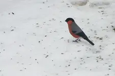2012_0110winter0012.webp