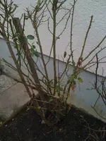 Rosen2.webp