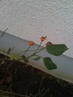 Rosen4.webp
