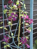 DSC00025.webp