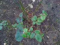 Rosen8.webp