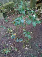 Rosen9.webp