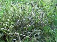 100_1184.webp