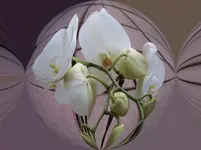 100_0059a.webp