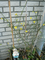 P1150075m.webp