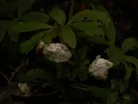 Helleborus 2.webp