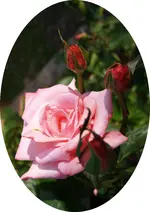 Rosengruss.webp