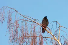 2012_0112winter0012.webp