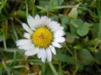 Gänseblühmchen4769.webp