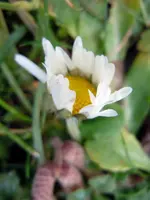 Gänseblühmchen4767.webp