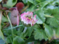 Gänseblühmchen4763.webp