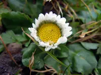 Gänseblühmchen4757.webp