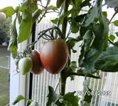 Purple Russian.webp