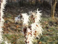 DSC00111.webp