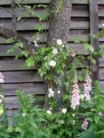 PICT0051.webp
