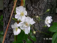 PICT0052.webp