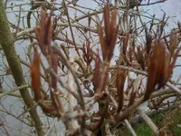 WelcherStrauch3.webp