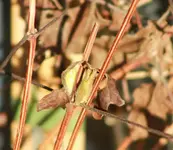 erste Clemi_Triebe an der Rebecca_smaller.webp