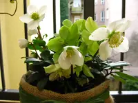 IMG_2662.webp