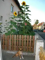 Sonnenblume.webp