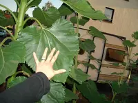 Sonnenblume2.webp