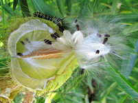 Swan Plant mit Raupe.webp