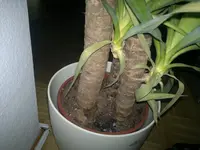 15012012290.webp