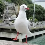 Copy of IMG_7650 v.webp