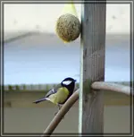 comp_DSC00082.webp