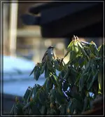 comp_DSC00087.webp