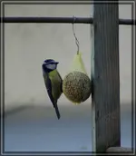 comp_DSC00094.webp